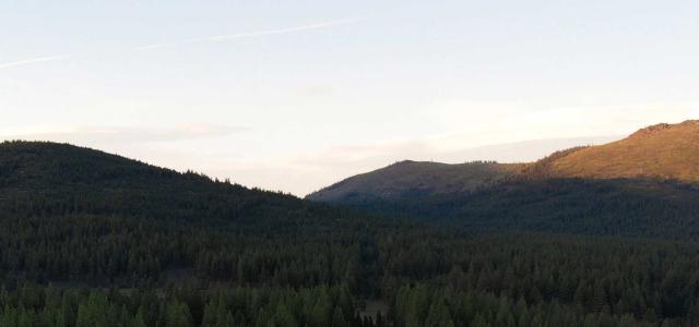 Forest and Mountains