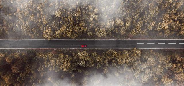 Straight Road Through a Forest